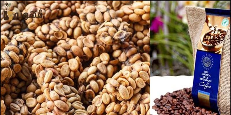 ما هي أغلى قهوة في العالم؟